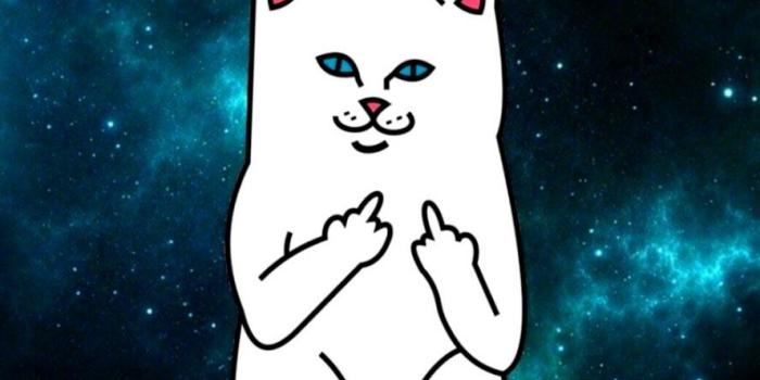 888x1600 Cats Wallpapers Iphone | All in One Wallpapers