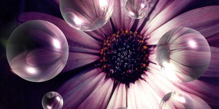 1024x768 Bubbles and Flowers Wallpaper PC | Gardening: Flower and Vegetables