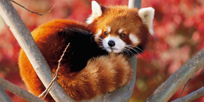 2560x1440 Red panda HD Wallpapers | 7wallpapers.net