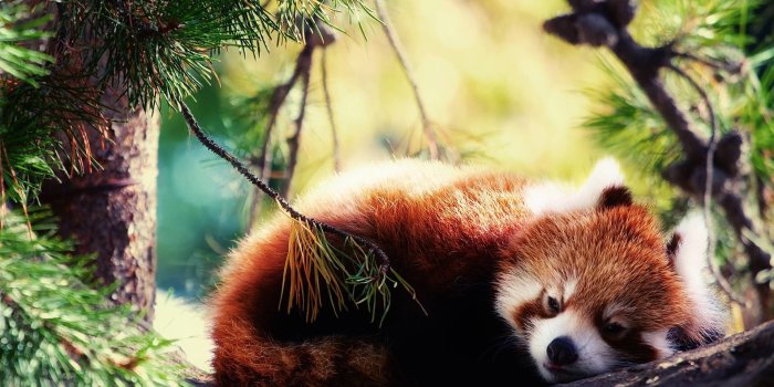 1920x1200 Red Panda Wallpaper HD (65+ images)