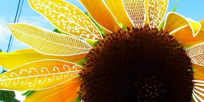 736x1207 ☆karys☆ on vsco | Sunflower wallpaper, Yellow photography