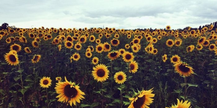 1024x768 VSCO - Sunflower field in the south of France. #travelphotography