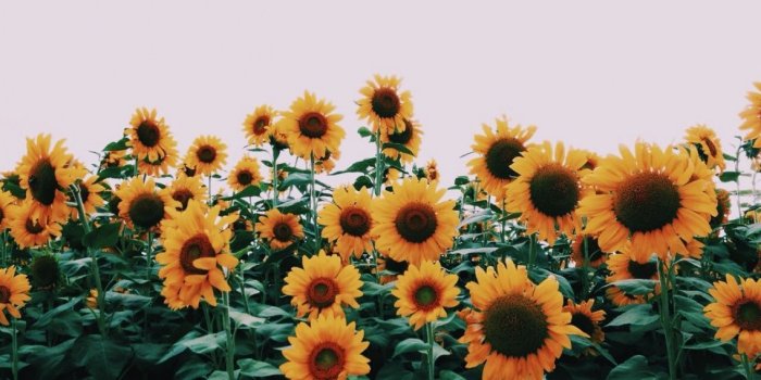 1136x852 VSCO - he loves me,,,he loves me not | stephaniekomives | Photo