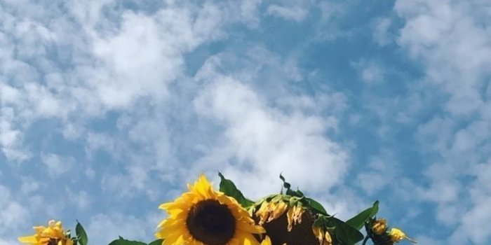 720x1280 Sunflowers iPhone Wallpapers - Top Free Sunflowers iPhone