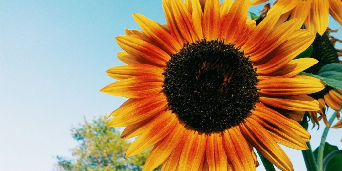 1024x768 VSCO - My first sunflower photo and I love it! #prettypretty