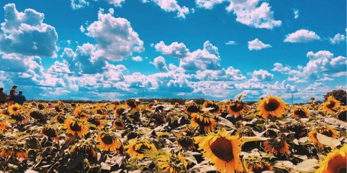 1024x768 VSCO - #Sunny #sunflowers | dahnaaaa