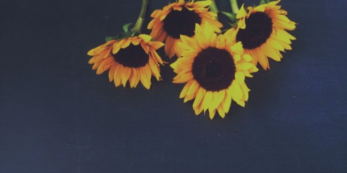 1024x768 VSCO - Live by the sun. Love by the moon. #vsco #vscocam #sunflowers