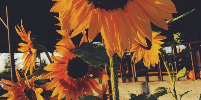 1536x2049 vsco ~ jadenpangelina | Wall paper for iPhone in 2019 | Sunflower