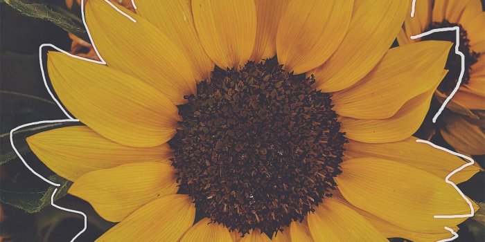 1536x2048 Sunflower Aesthetic Wallpapers - Top Free Sunflower Aesthetic