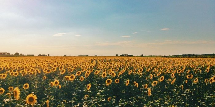 1024x768 VSCO - #sunflower #sun #sky #flower #vscocam #summer #field