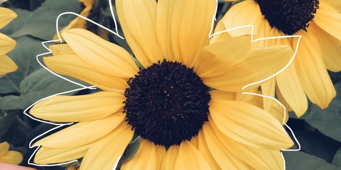 1536x2048 VSCO - maddiewill23 | bloomzz ✰ | Yellow, Aesthetic backgrounds