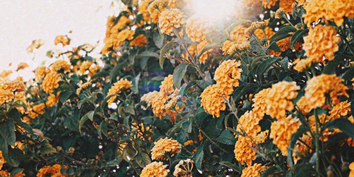 3829x5743 Yellow Flowers · Free Stock Photo