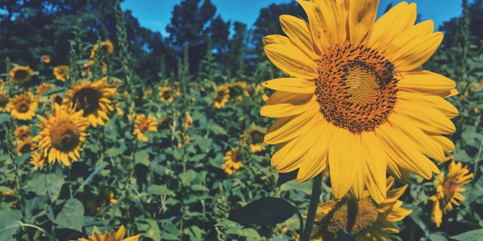 2448x1836 Photos – The Sunflower Child