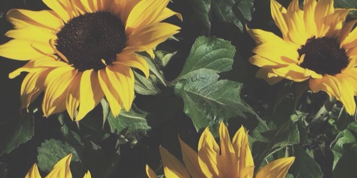 720x1136 Sunflowers iPhone Wallpapers - Top Free Sunflowers iPhone