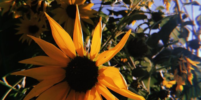 3024x4032 sunflowers #yellow #summer #goldenhour #aesthetic #vsco #vscofilters