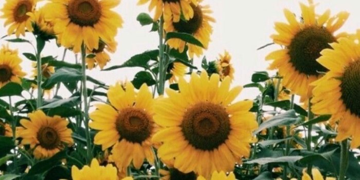 719x1280 Honey And Sunflower Free Mobile Phone s wallpapers Collection