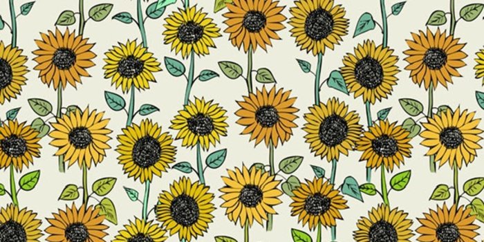 1080x1920 Honey And Sunflower Free Mobile Phone s wallpapers Collection