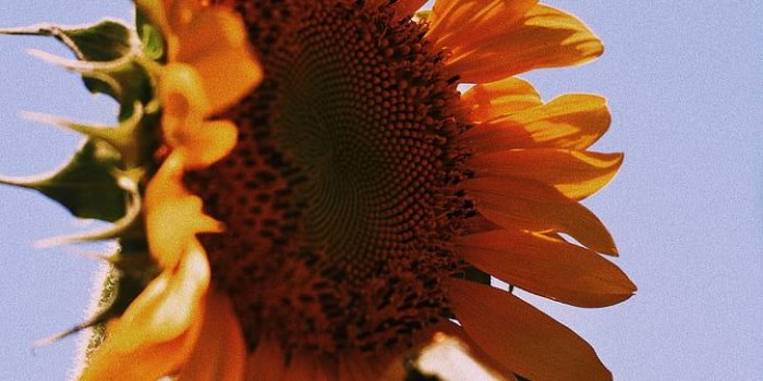 728x1092 Royalty free photo: yellow sunflower in low angle photo, petal