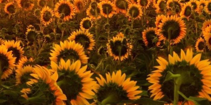 1125x2436 Sunflowers iPhone Wallpapers - Top Free Sunflowers iPhone