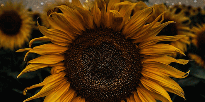 800x1600 Sunflower Apple Screensaver | Gardening: Flower and Vegetables