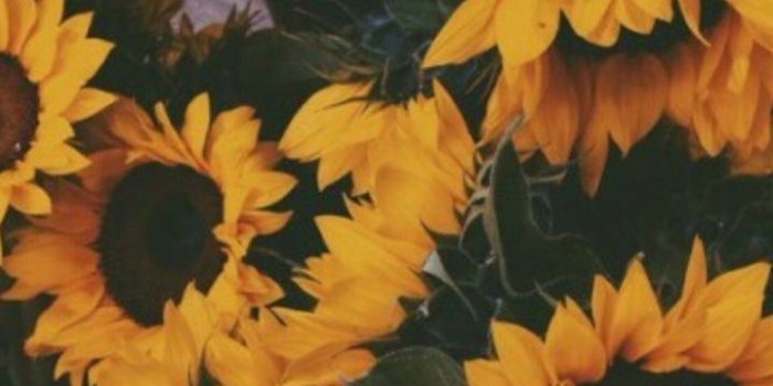 719x1280 Sunflower Wallpaper ΡiทΤєrєsτ - Keshowazo