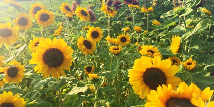 2048x1536 Processed with VSCO with s3 preset | Minnesota Grown