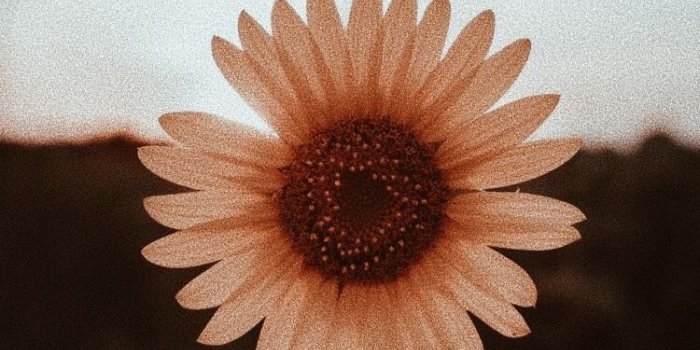 750x1130 a e s t h e t i c s