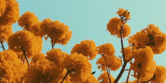 845x1267 10 Wallpaper orange Flower - Download Wallpaper HD For PC Computer