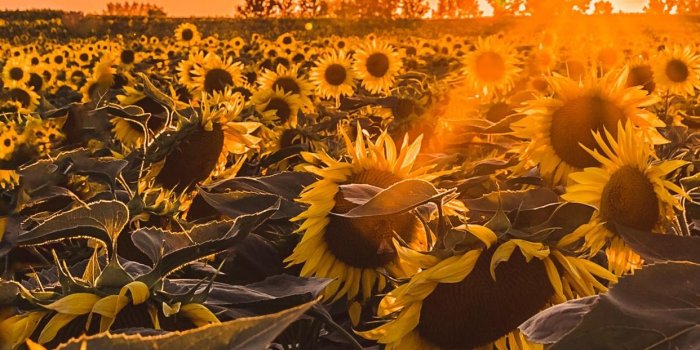 1242x2688 Sunflower Wallpaper Iphone Xs Max - wallpaper iphone