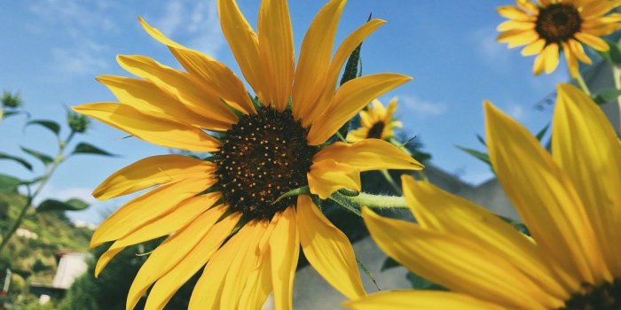 1024x768 The World's newest photos of sunflowers and vsco - Flickr Hive Mind