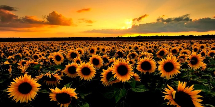 1243x714 Vintage Sunflower Wallpaper Tumblr | Gardening: Flower and Vegetables