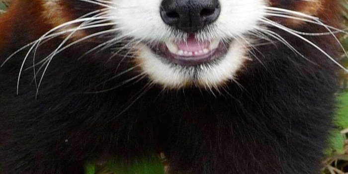 1080x1920 Cute Red Panda Wallpaper iPhone HD | Animal Wallpaper for iPhone