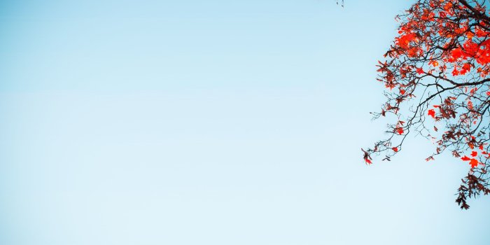 2560x1600 Red Tree Against A Blue Sky ❤ 4K HD Desktop Wallpaper for 4K Ultra