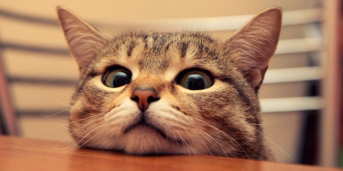 1440x900 1440x900 Cute Cat desktop PC and Mac wallpaper, Aphmau Computer