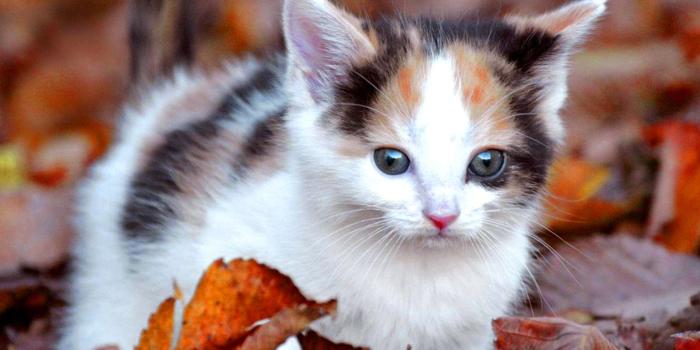 1458x1089 211+ Good Morning Wednesday Images Greetings Picture For Whatsapp