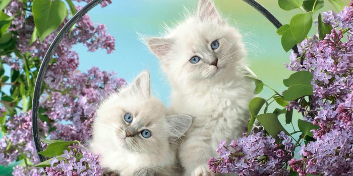 1600x1000 30 Cute and Lovely Cat Wallpapers for Desktop