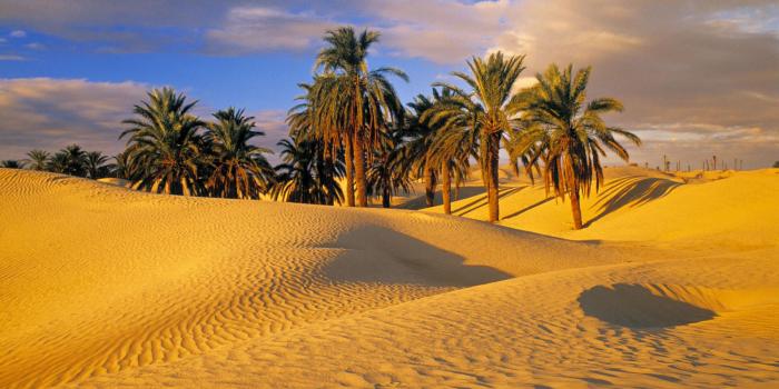 1920x1080 Desert Oasis #7023240