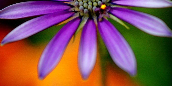 1080x1920 Full HD Wallpapers 1080p For Mobile With Purple Flower Full HD