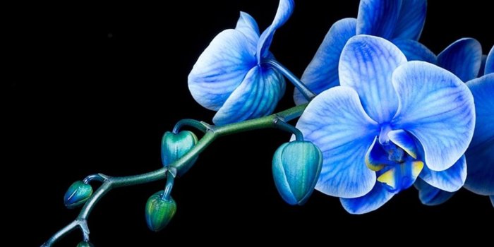 1440x900 eletragesi: Blue Orchid Wallpaper Images