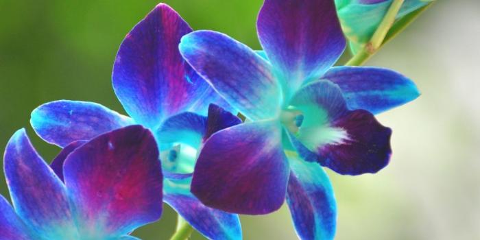1024x841 40+ Blue and Purple Orchids Wallpapers - Download at WallpaperBro