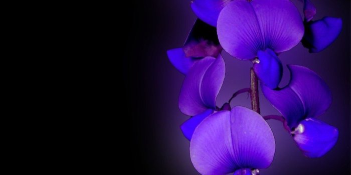 1024x768 Blue Orchid Wallpaper