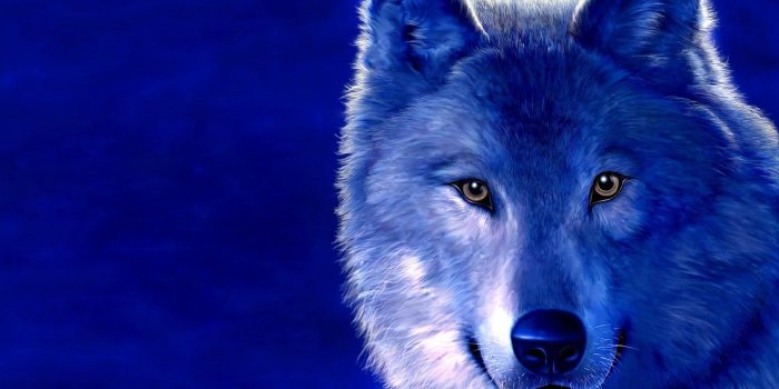 1440x900 Ice Wolf Wallpapers