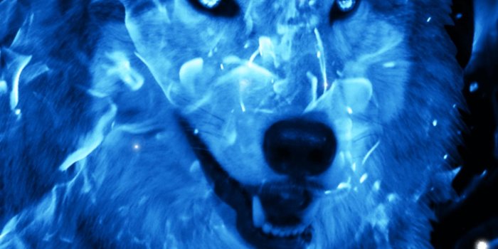 1440x2560 Ice Fire Wolf Wallpaper for Android - APK Download
