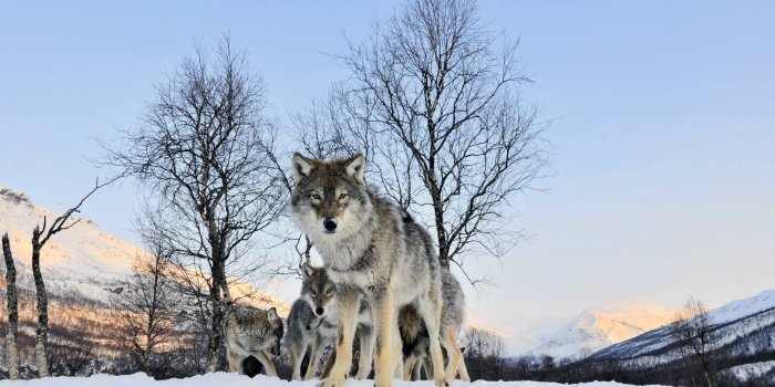 2033x1200 Ice Wolf Wallpaper ,Wallpaper Download , (45) - accomodations.asia