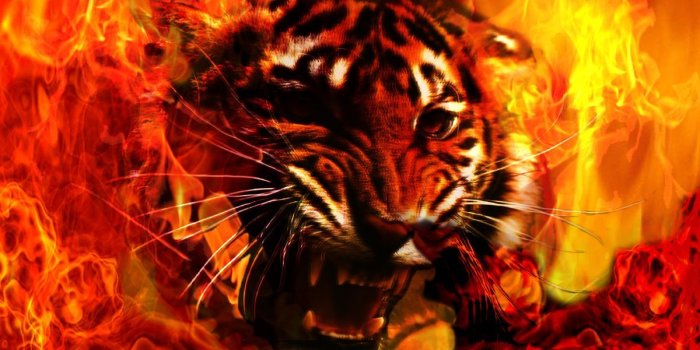 1200x865 65+ Red Dragon and Wolf Wallpapers - Download at WallpaperBro