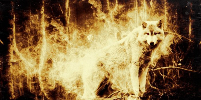 1600x900 Fire Wolf Wallpaper - (32+ images)