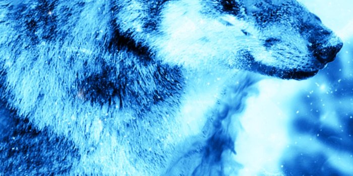 1440x2560 Ice Fire Wolf Wallpaper for Android - APK Download