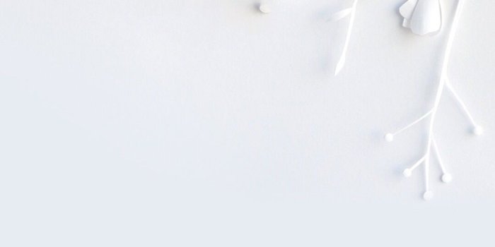 1080x1920 White flower wallpaper | Wallpapers! di 2019 | Latar belakang, Warna