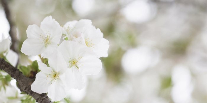 1440x900 White Flower Wallpapers