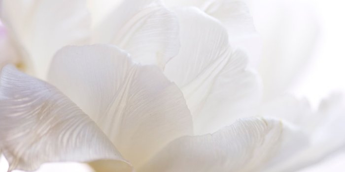 1920x1200 White Flowers wallpaper | 1920x1200 | #38312